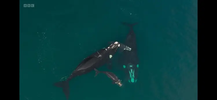 Southern right whale (Eubalaena australis) as shown in Planet Earth III - Coasts